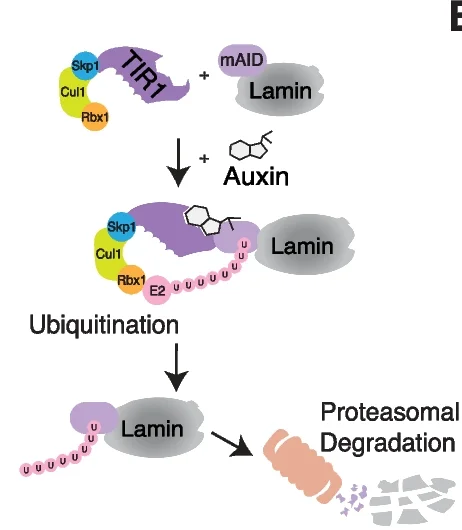 Open access visualization of Workflow, Illustration, AID System, Auxin Treatment, Protein Degradation
