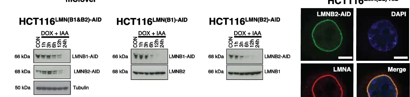 Open access visualization of Gel, Microscopy, Western Blot, AID-Tagged B-Type Lamins, Auxin Treatment