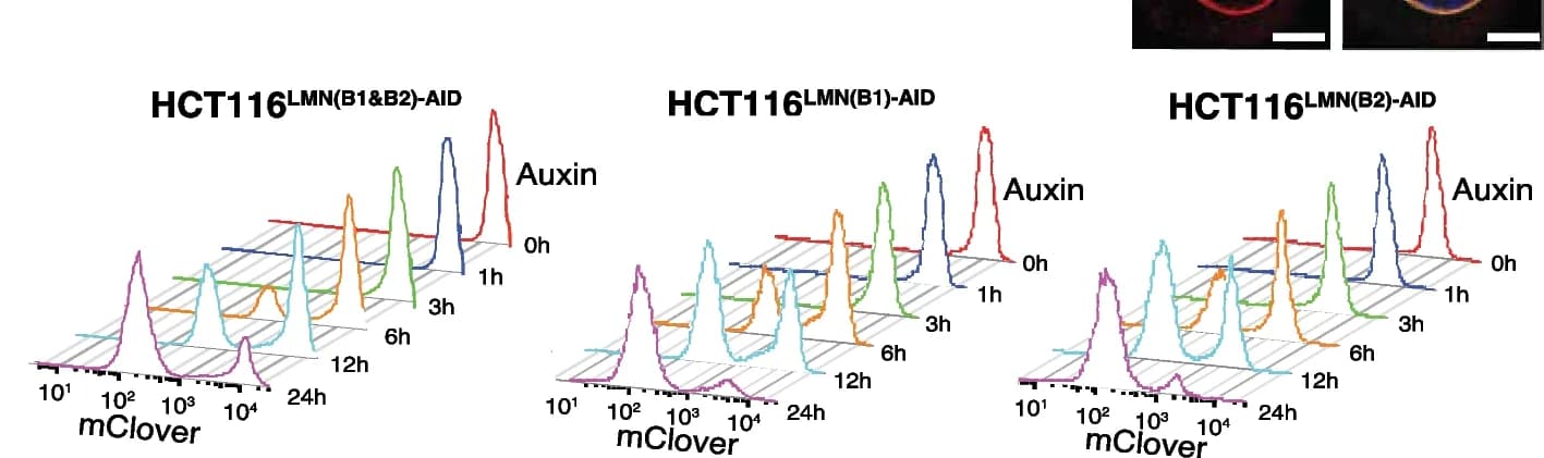 Open access visualization of Density Plot, Flow Cytometry, Auxin Treatment Time, LMNB1, LMNB2