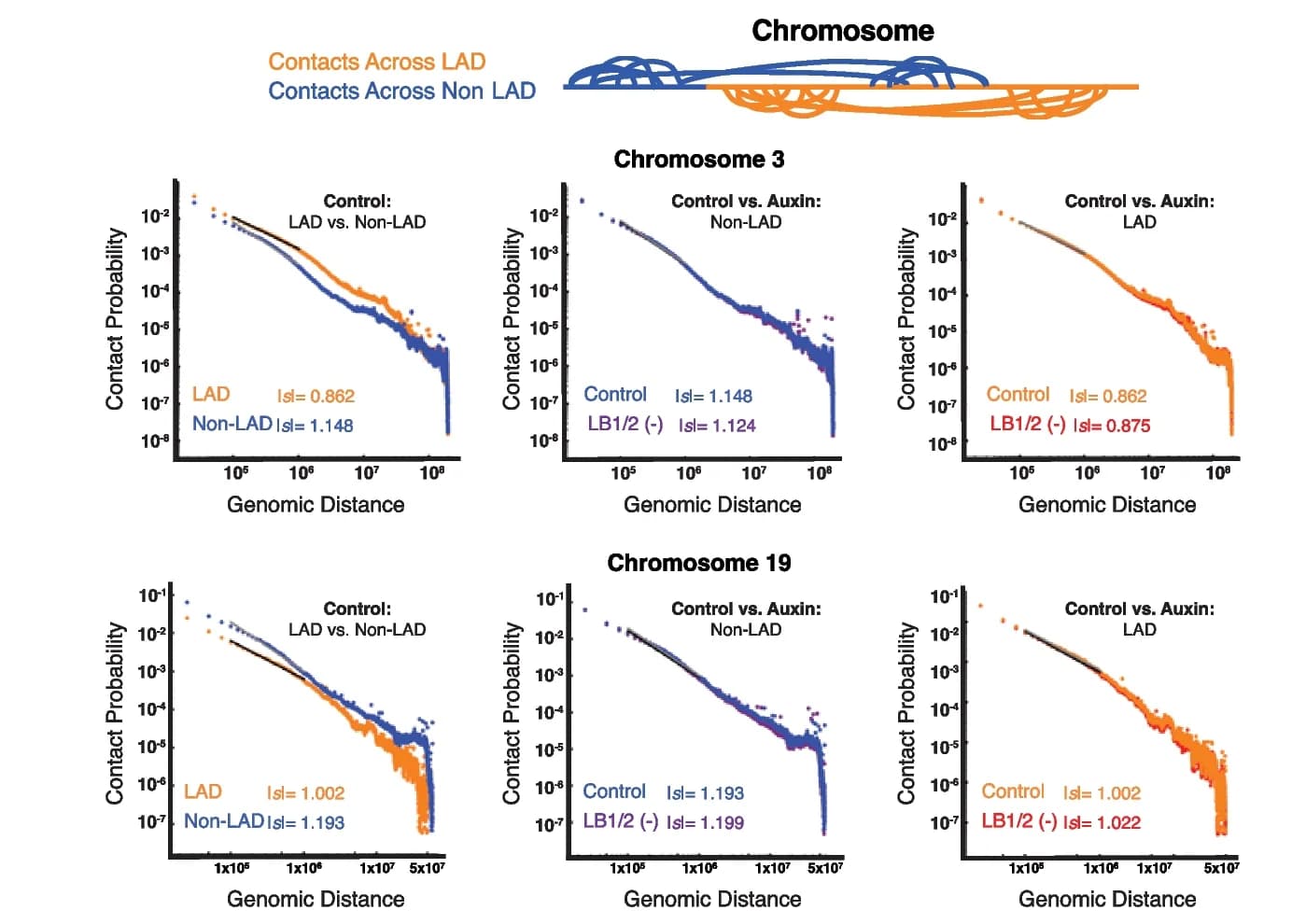 Open access visualization of Line Plot, Scatter Plot, Contact Scaling, Chromosomes, Nuclear Periphery