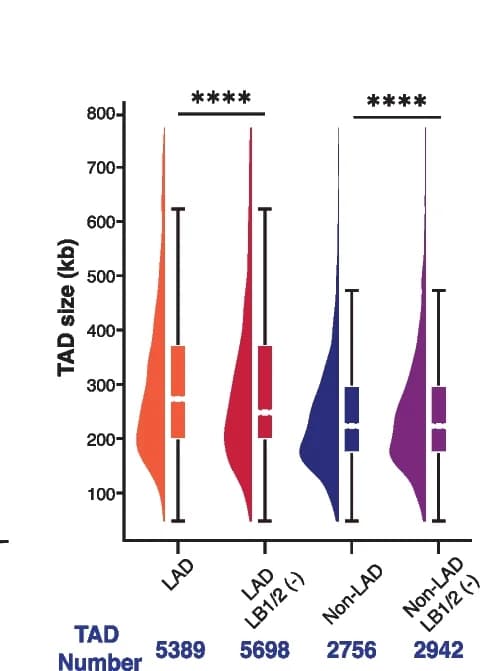 Open access visualization of Violin Plot, Box Plot, Raincloud Plot, Raindrop Plot, TAD Sizes