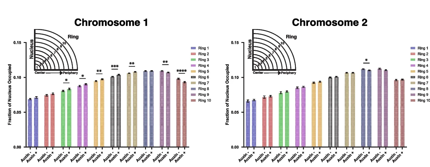 Open access visualization of Bar Plot, Error Bars, Clustered, Chromosome Fluorescent Signal, Nuclear Rings