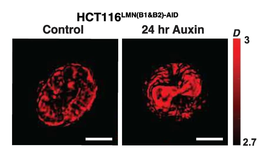 Open access visualization of Microscopy, PWS Images, HCT116 LMN(B1&B2)-AID Cells, Auxin Treatment, Biological Replicates