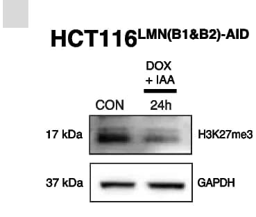 Open access visualization of Gel, Western Blot, H3K27me3, HCT116 LMN(B1&B2)-AID Cells, Doxycycline