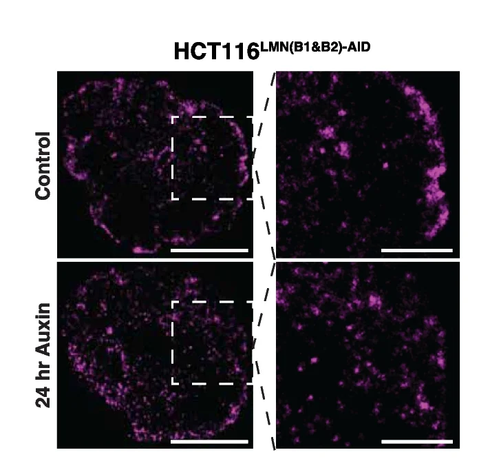 Open access visualization of Microscopy, STORM Images, HCT116 LMN(B1&B2)-AID Cells, Auxin, Nuclear Periphery
