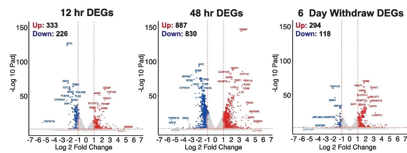 Open access visualization of Volcano Plot, Volcano Plots, DEGs, Auxin Treatment, HCT116 LMN(B1&B2)−AID Cells