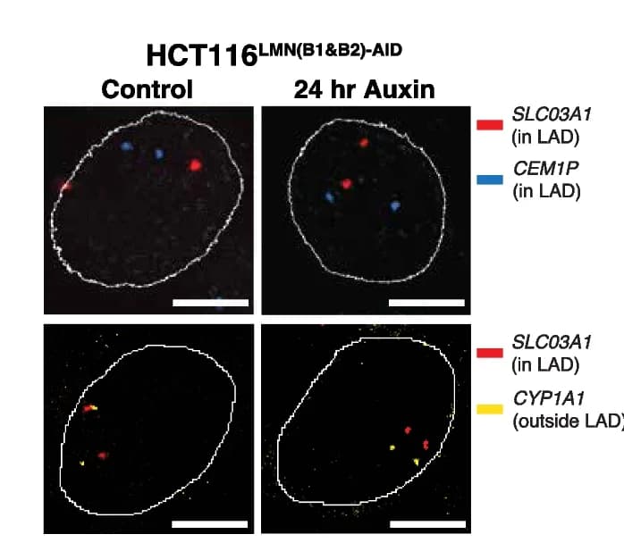 Open access visualization of Microscopy, FISH Images, Gene Loci, LADs, HCT116 LMN(B1&B2)−AID Cells