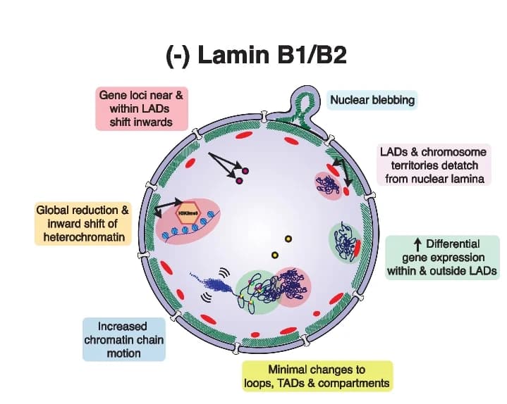 Open access visualization of Illustration, Model, Lamin B1, Lamin B2, Chromatin Organization
