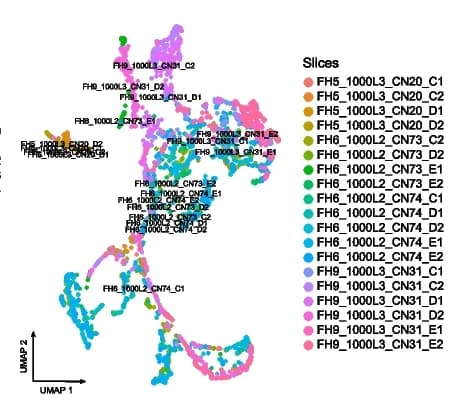 Open access visualization of Scatter Plot, UMAP, Spatial Domains, Human Heart Slices