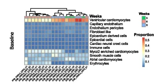 Open access visualization of Heatmap, Clustered, Clustering, Cell Type Composition, Human Heart Slices