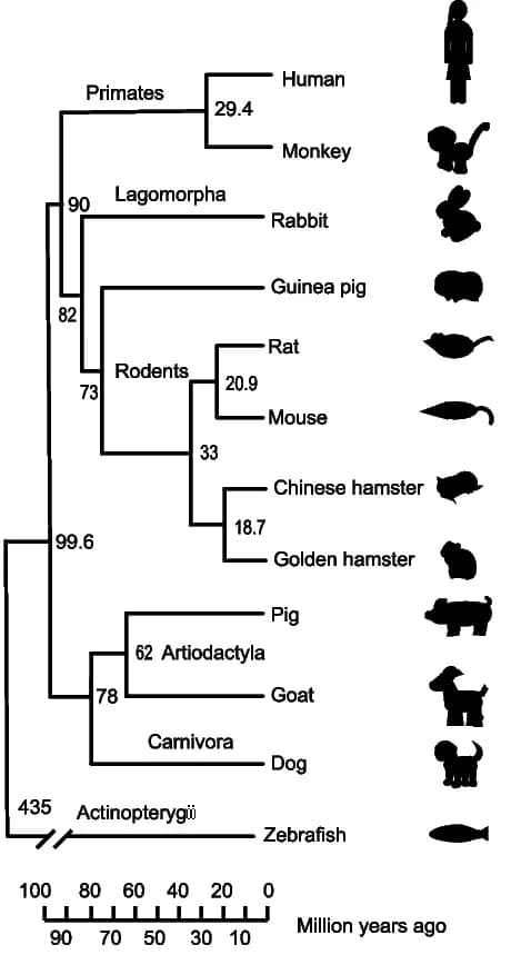 Open access visualization of Network, Pathway, Phylogenetic Tree, Vertebrate Species, Divergence Time