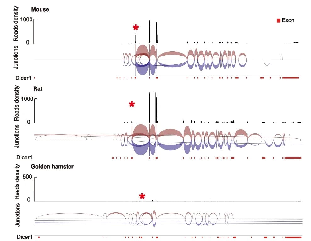Open access visualization of Line Plot, Bar Plot, Sashimi Plot, Splice Junctions, Dicer
