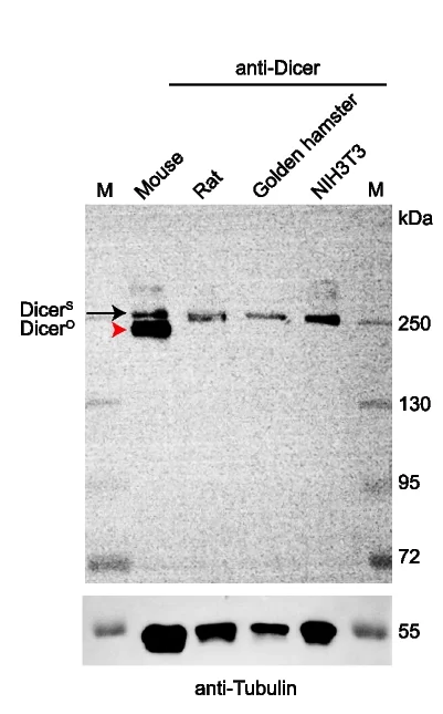 Open access visualization of Gel, Dicer1, Proteins, Mouse, Rat