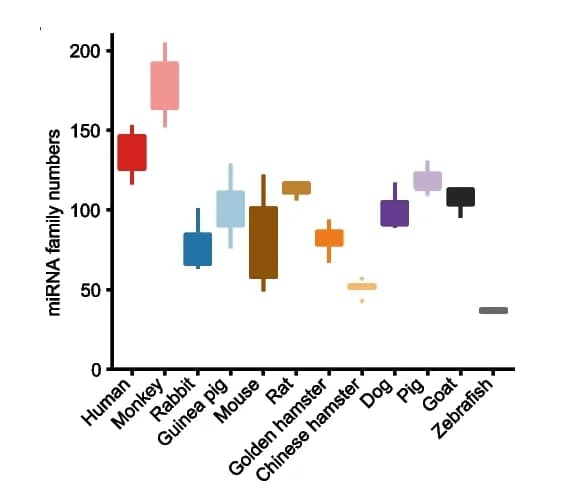 Open access visualization of Box Plot, miRNA Families, Oocytes