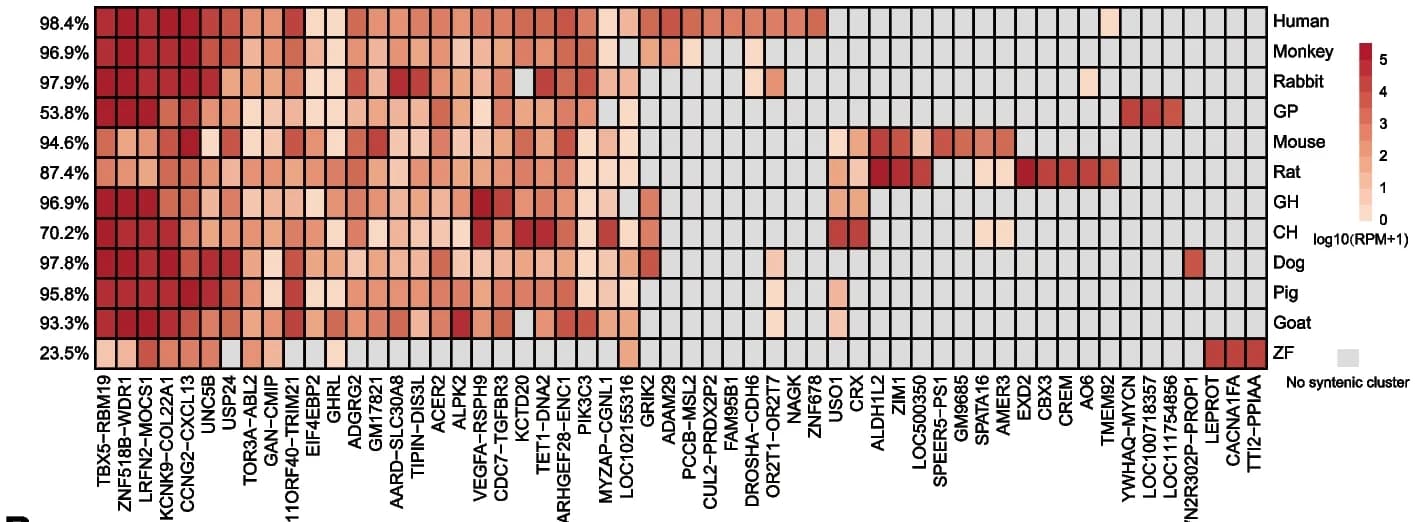 Open access visualization of Heatmap, piRNAs, Syntenic piRNA Clusters, Oocytes, RPM