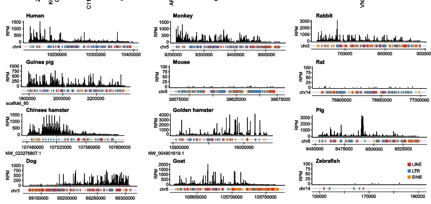 Open access visualization of Line Plot, Genome Browser Snapshots, Syntenic piRNA Cluster, piC-ZNF518B-WDR1, Species
