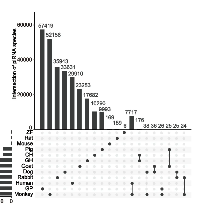 Open access visualization of Bar Plot, UpSet, UpSet plot, piRNA Sequences, piC-ZNF518B-WDR1 cluster