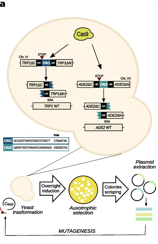 Open access visualization of Workflow, Illustration, Cleavage Activity, SpCas9, CjCas9