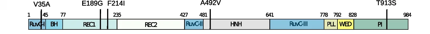 Open access visualization of Illustration, Amino Acid Substitutions, UltraCjCas9, Domain Localization, CjCas9 Structure