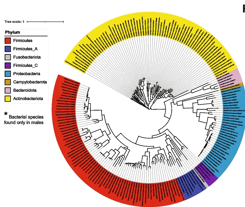 Open access visualization of Network, Pathway, Phylogenomic Tree, Bacterial Species, Bladder Genome Collection