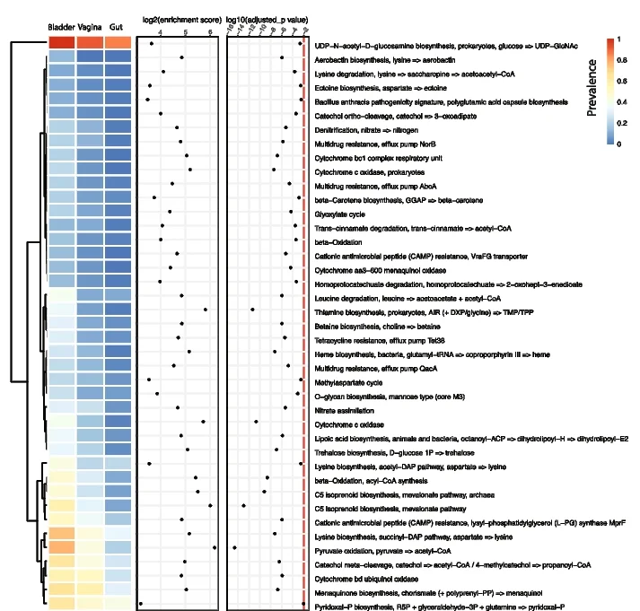 Open access visualization of Heatmap, Scatter Plot, Clustered, KO Modules, Bladder