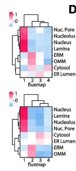 Open access visualization of Heatmap, Clustered, APEX-seq, Gene Enrichment, Fluxmap