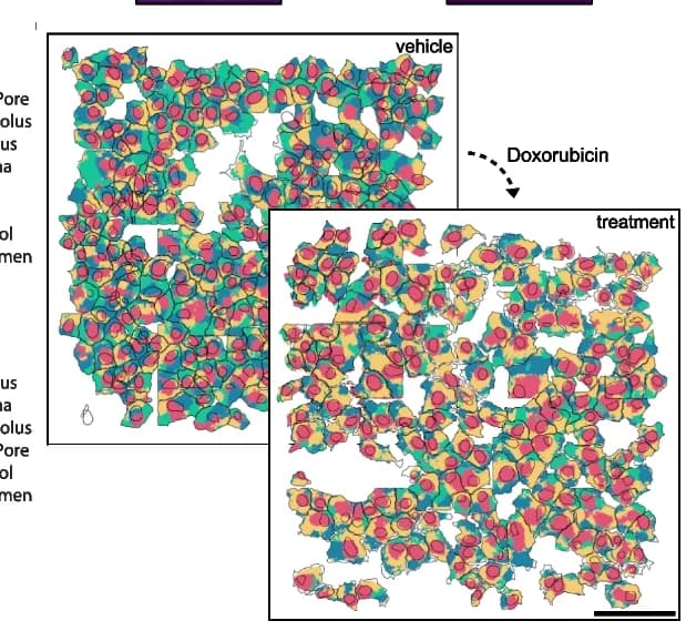 Open access visualization of Microscopy, Fluxmap, Cardiomyocytes, Vehicle, Treatment