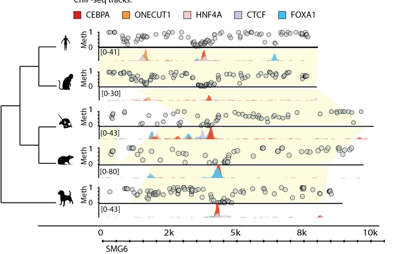 Open access visualization of Scatter Plot, Line Plot, Density Plot, Methylation, Transcription Factor Binding