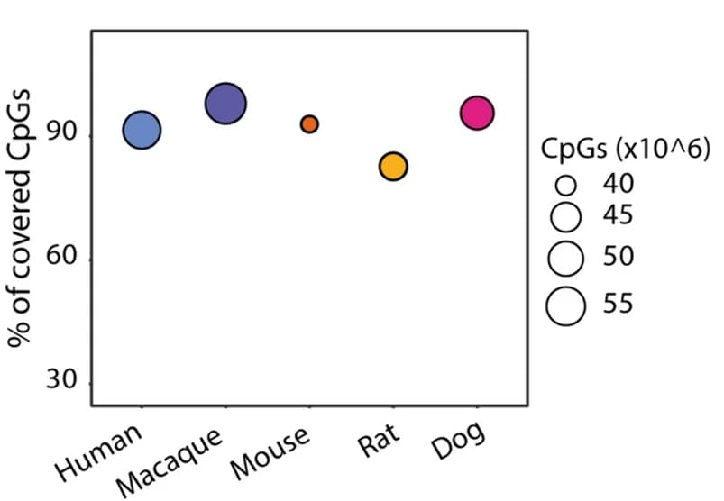 Open access visualization of Bubble Plot, WGBS Data, Genomic Coverage, CpGs