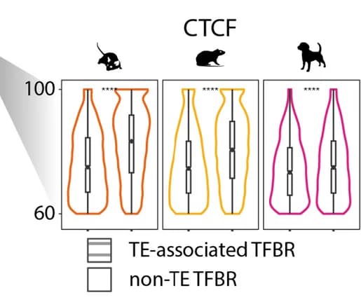 Open access visualization of Violin Plot, Box Plot, Methylation Levels, Hypermethylated TFBRs, Transposable Elements