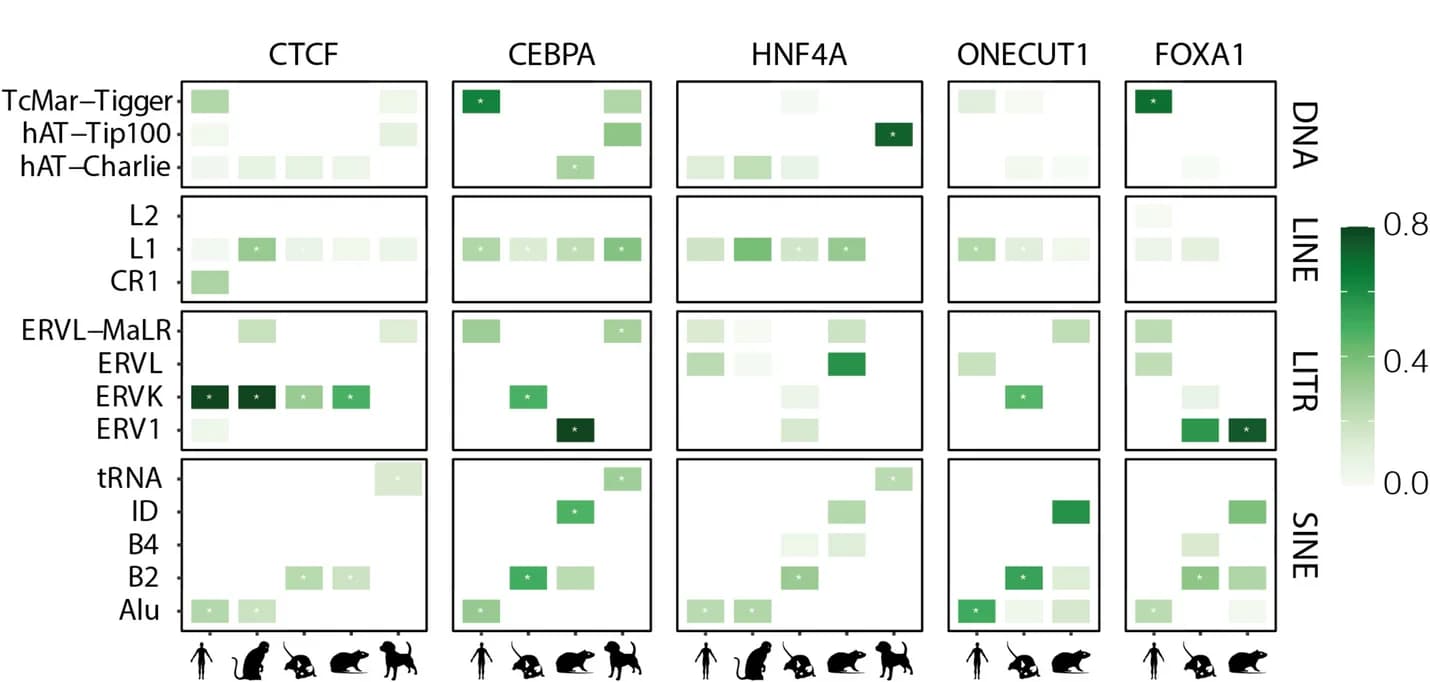 Open access visualization of Heatmap, Enrichment, Hypermethylated TFBRs, Hypomethylated TFBRs, Transposable Elements