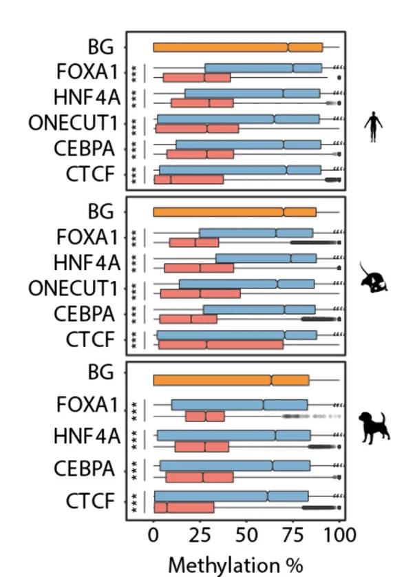 Open access visualization of Box Plot, 5mC Level, Orthologous Bound Regions, Orthologous Unbound Regions, Genomic Background