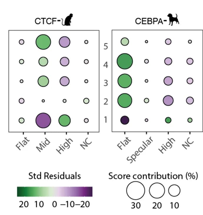 Open access visualization of Bubble Plot, Scatter Plot, Species Conservation, 5mC Profiles, TF Binding