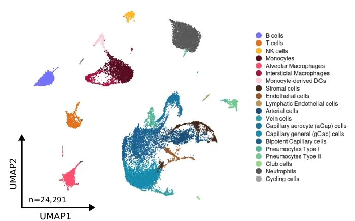 Open access visualization of UMAP, Scatter Plot, Mouse Lung Cells, Fixed Cells, Cryopreserved Cells