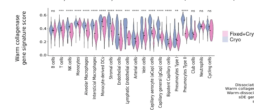 Open access visualization of Violin Plot, Warm Collagenase Gene Signature, Cryo Mouse Lung, Fixed/Cryo Mouse Lung, Cell Populations