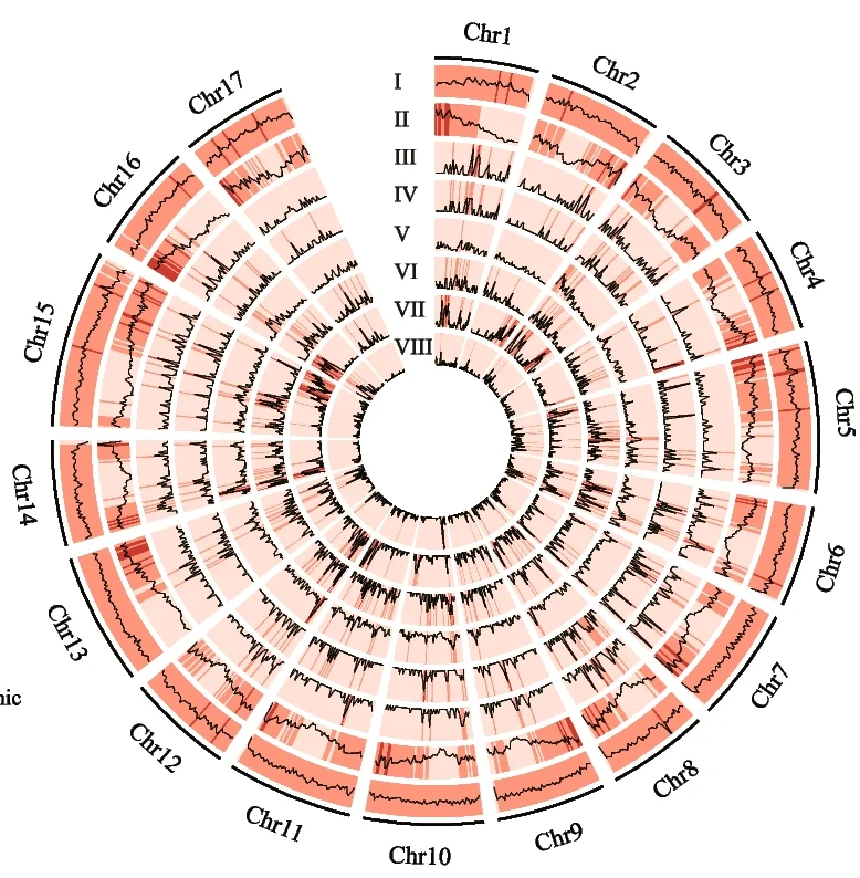 Open access visualization of Line Plot, Heatmap, DMRs, Wild Pear, Landrace Pear