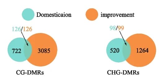 Open access visualization of Venn Diagram, DMRs, Wild Pear, Landrace Pear, Improved Pear