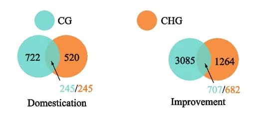 Open access visualization of Venn Diagram, DMRs, Methylation Contexts, Wild Pear, Landrace Pear