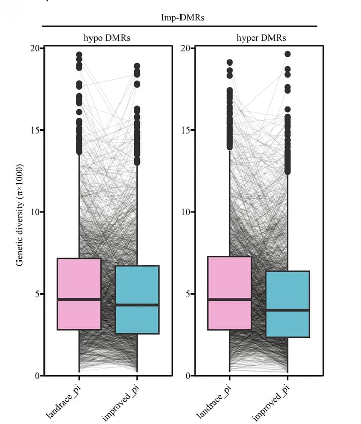 Open access visualization of Box Plot, Scatter Plot, Genetic Diversity, Hyper DMRs, Hypo DMRs