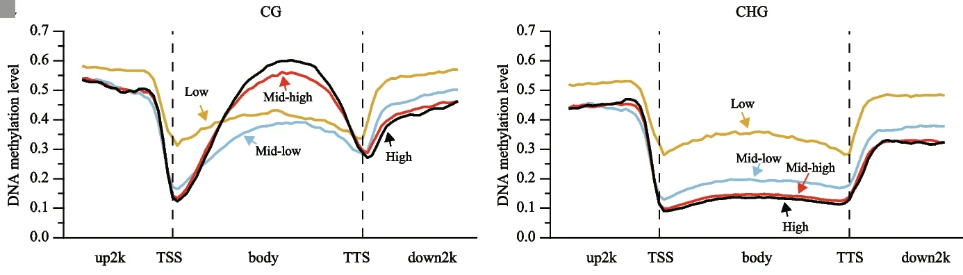 Open access visualization of Line Plot, DNA Methylation, Gene Expression, CG Methylation, CHG Methylation