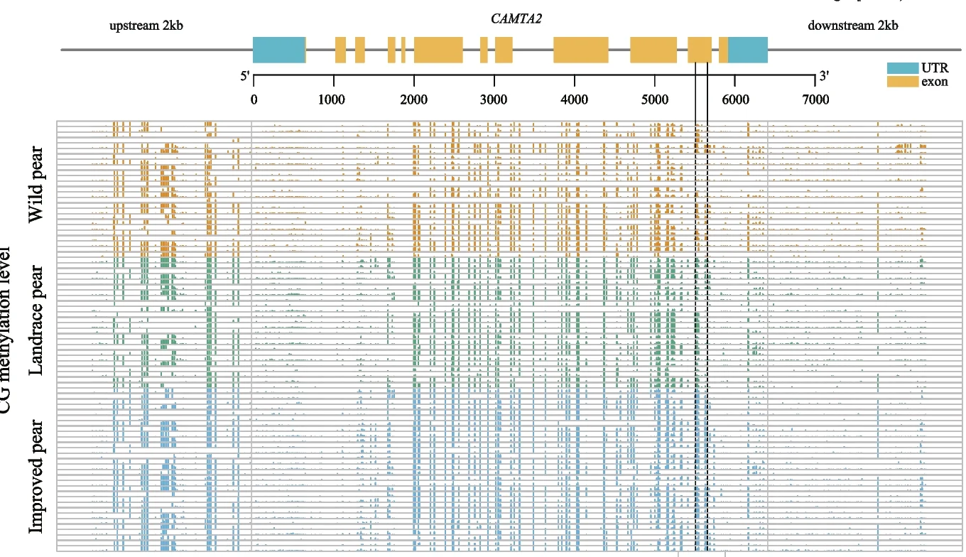 Open access visualization of Workflow, CAMTA2 Gene, Gene Structure, Exons, Introns