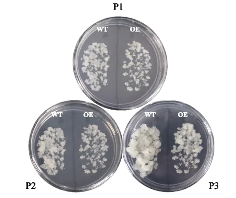 Open access visualization of Photo, Pear Callus, CAMTA2 Overexpression, Plant Growth, Wild Type