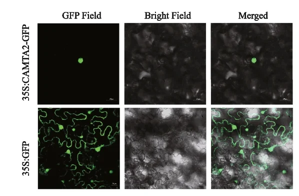 Open access visualization of Microscopy, Pear Callus, Toluidine Blue Staining, Cross-Sections, Wild Type