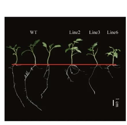 Open access visualization of Photo, Transgenic Seedlings, Plant Growth, T1 Generation