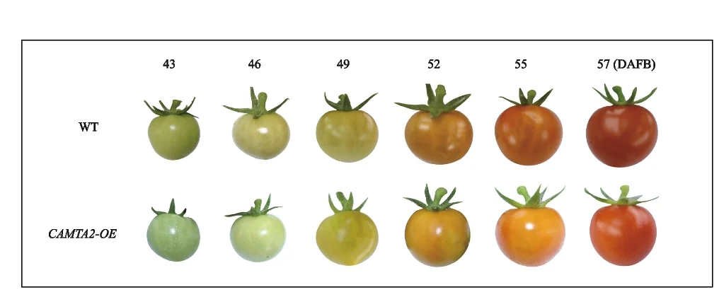 Open access visualization of Photo, Tomato Fruits, Transgenic Fruits, Phenotypes, CAMTA2 Overexpression