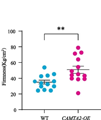 Open access visualization of Scatter Plot, Error Bars, Fruit Firmness, Tomato Fruits, Transgenic Fruits