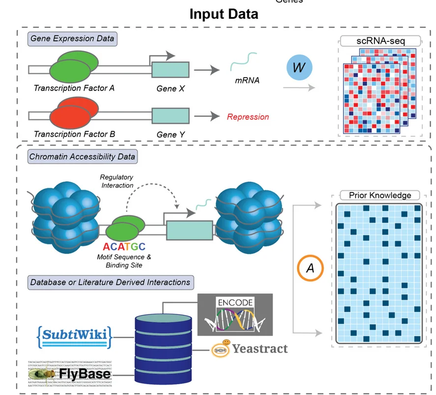 Open access visualization of Workflow, Flowchart, Illustration, Experimental Data, PMF-GRN