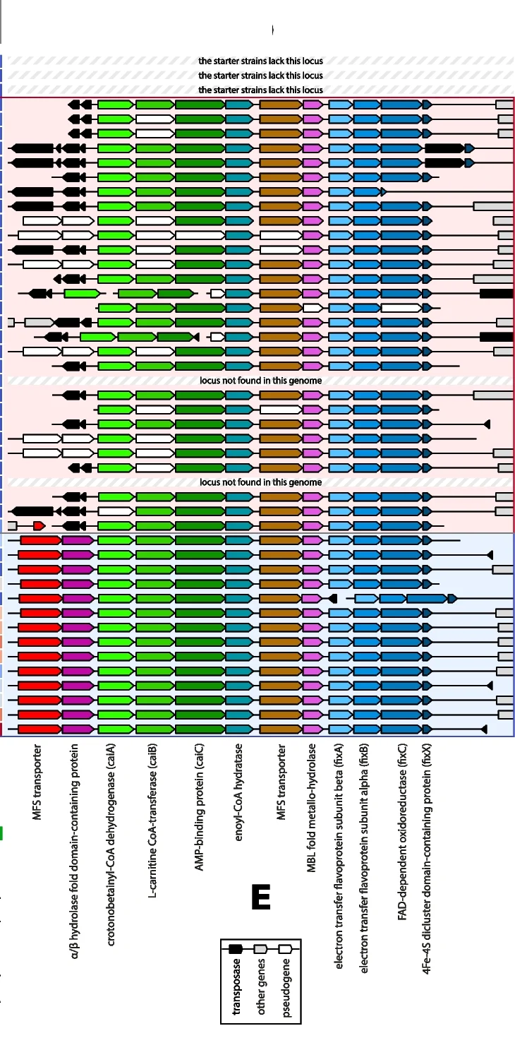 Open access visualization of Illustration, Gene Cluster, MFS Transporter, fixX