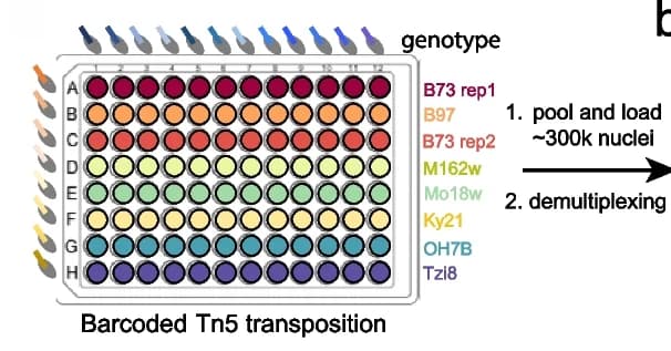 Open access visualization of Illustration, Workflow, Multiplexing, Primary Samples, Genotypes
