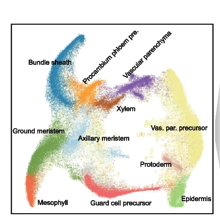 Open access visualization of Scatter Plot, UMAP, PCA, Nuclei, Cell Type